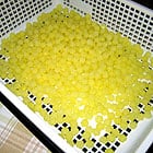 コンペイトウの完成！