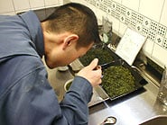 検茶をしている池田工場長。