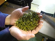 形を整え焙煎された茶。